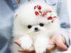 &^%^gzel erkek pomeranan puppy bedava&^%